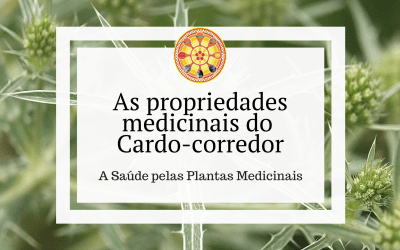 As propriedades medicinais do Cardo-corredor