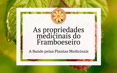 As propriedades medicinais do Framboeseiro