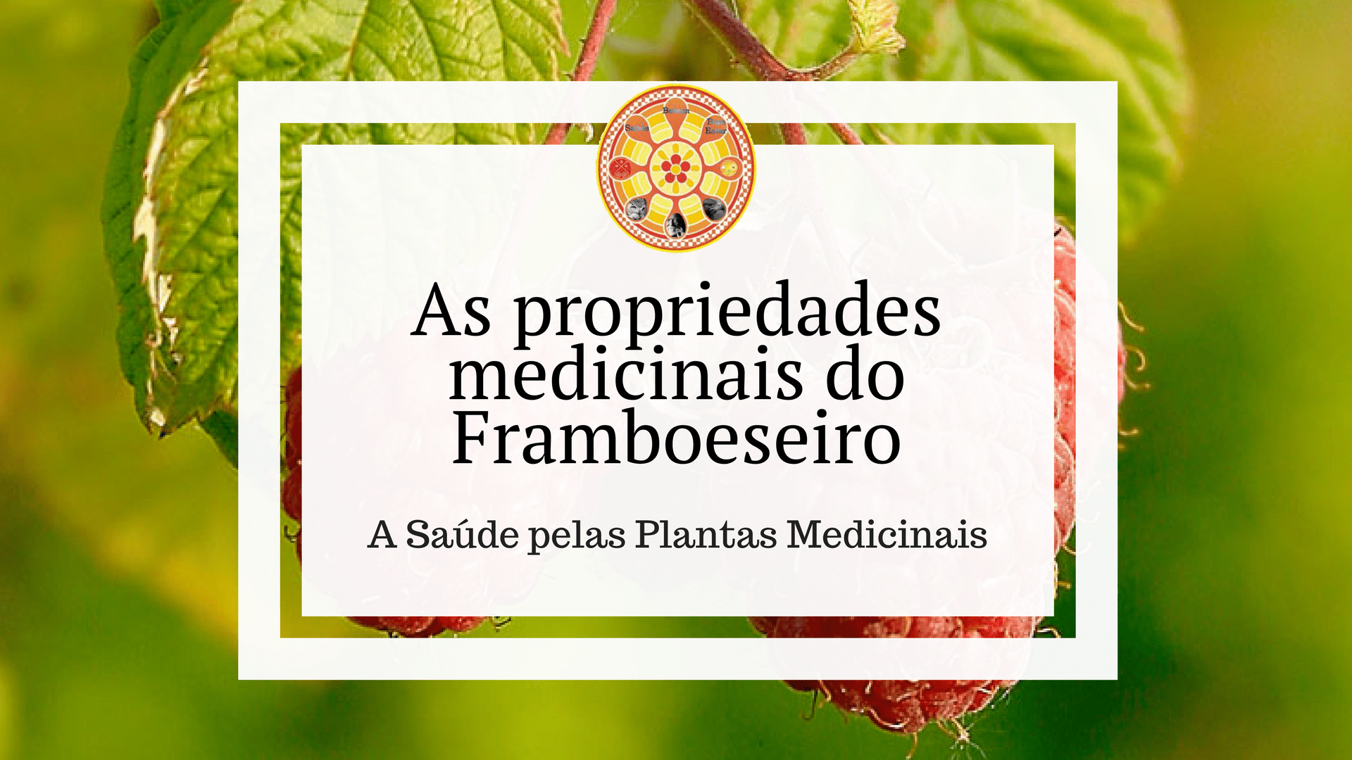 framboeseiro