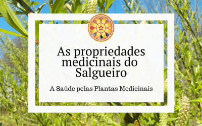As propriedades medicinais do Salgueiro-branco