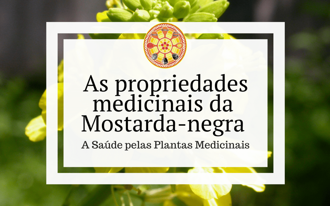 As propriedades medicinais da Mostarda-negra