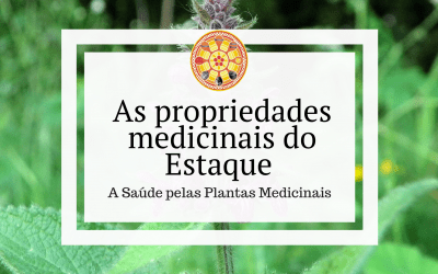 As propriedades medicinais do Estaque