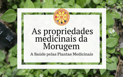 As propriedades medicinais da Morugem