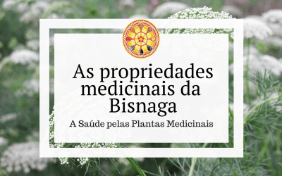 As propriedades medicinais da Bisnaga