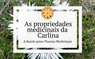 As propriedades medicinais da Carlina