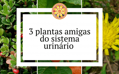 3 plantas amigas do sistema urinário