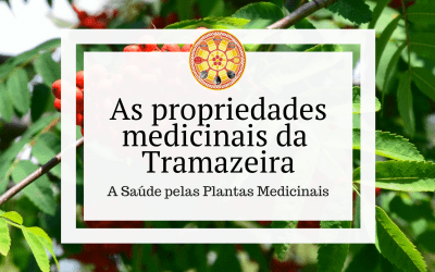 As propriedades medicinais da Tramazeira