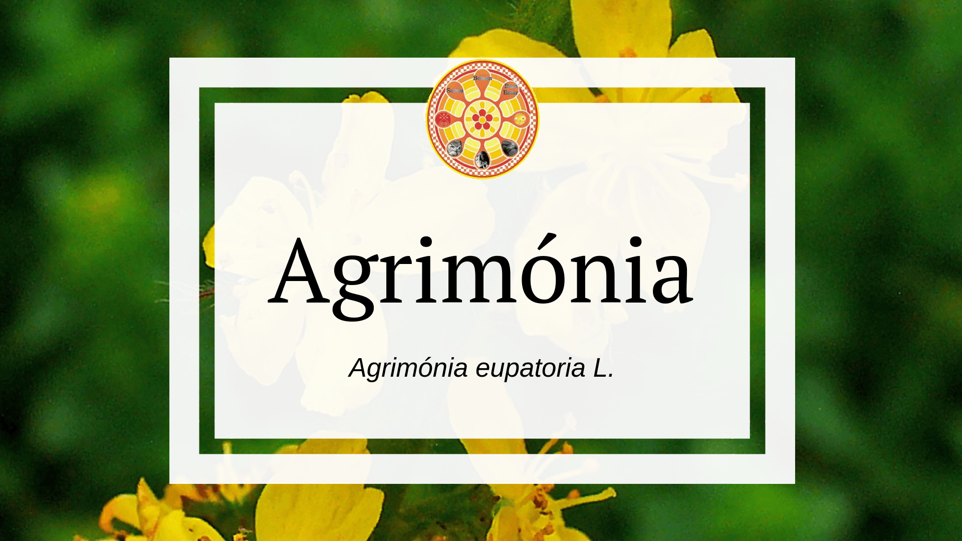 Agrimónia eupatoria L.