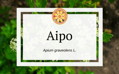 Aipo – Apium graveolens L.