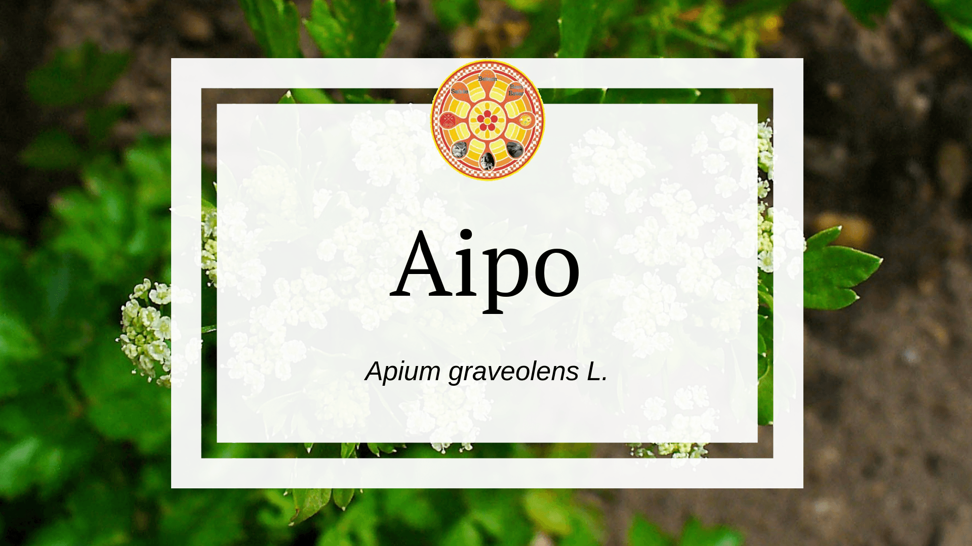 Apium graveolens