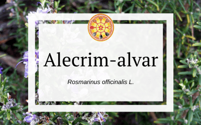 Alecrim-alvar – Rosmarinus officinalis L.
