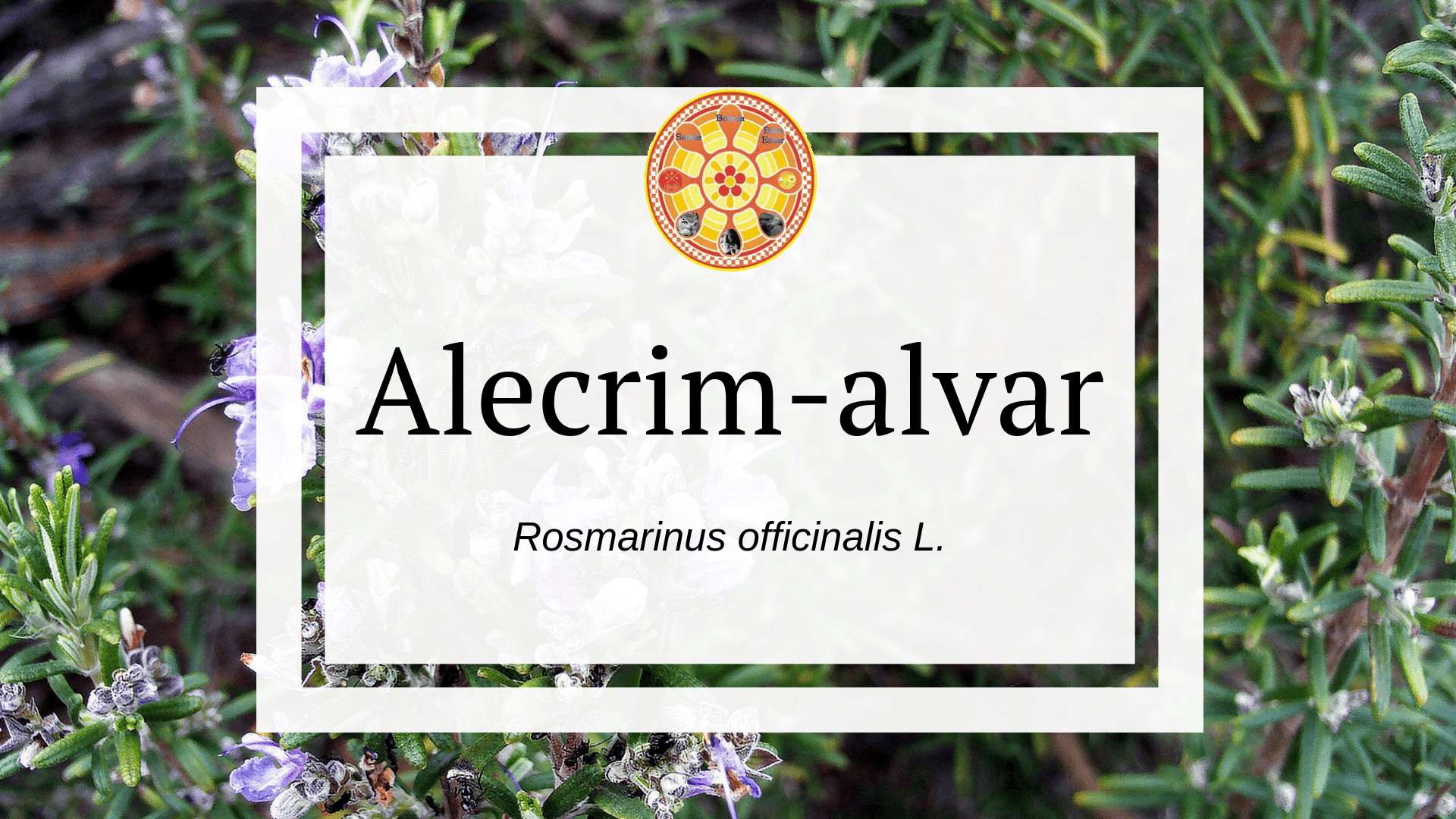 Rosmarinus officinalis L.