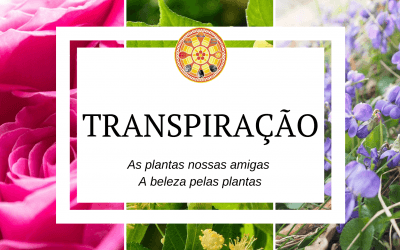 Transpiração  – As plantas nossas amigas
