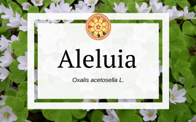 Aleluia – Oxalis acetosella L.