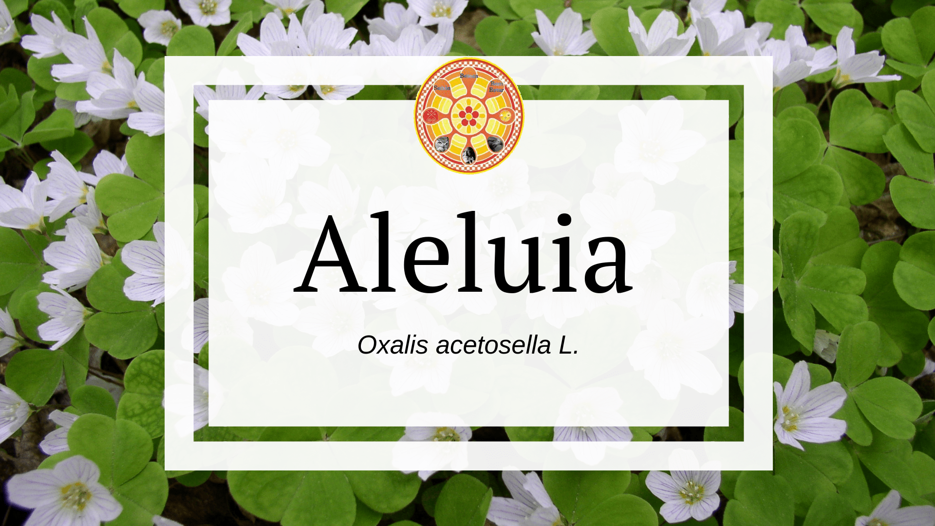 Oxalis acetosella L.