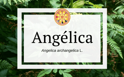 Angélica – Angelica archangelica L.