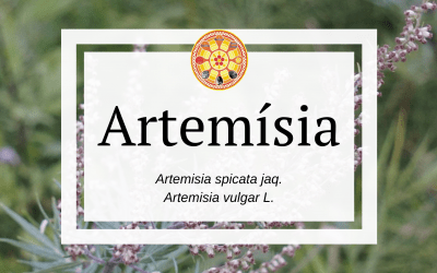 Artemísia – Artemisia spicata jaq.
