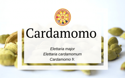 Cardamomo – Elettaria cardamomum