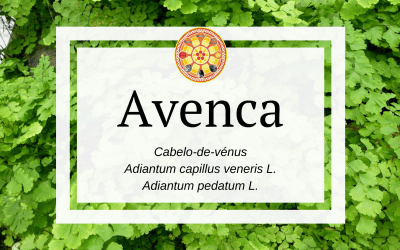 Avenca – Adiantum capillus veneris L.