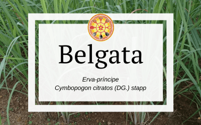 Belgata – Cymbopogon citratos