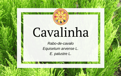 Cavalinha – Equisetum arvense L.