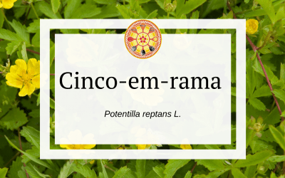 Cinco-em-rama (Potentilla reptans L.)