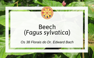 Beech – Florais de Bach