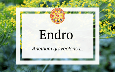 Endro  – Anethum graveolens L.