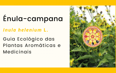 Énula-campana