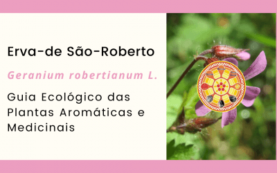 Erva-de São-Roberto