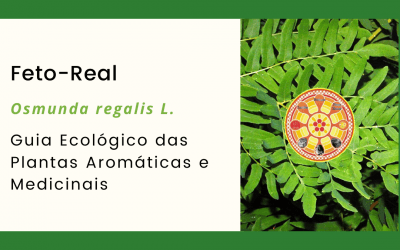 Feto-Real