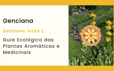 Genciana