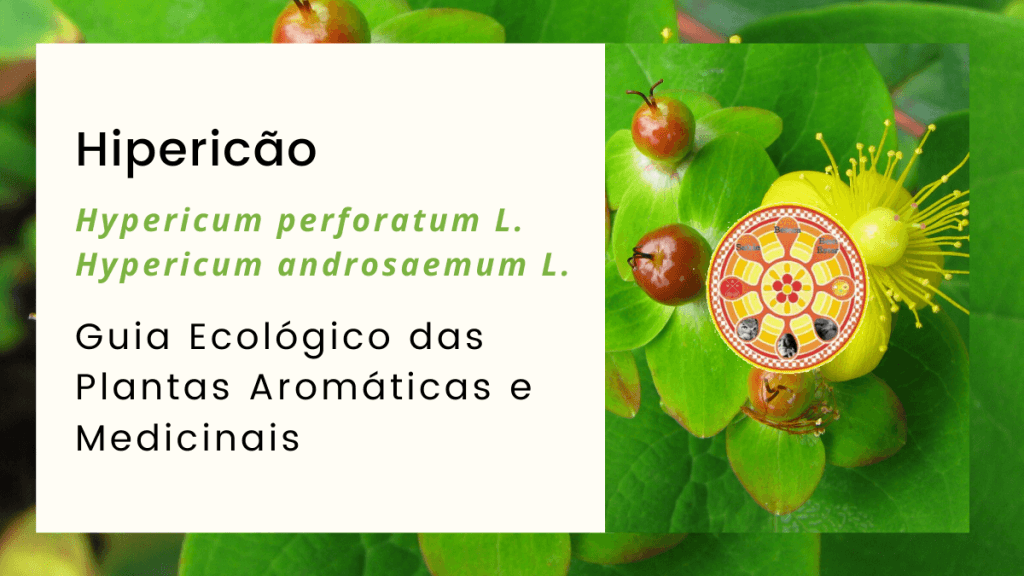 hipericão