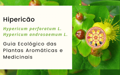 Hipericão