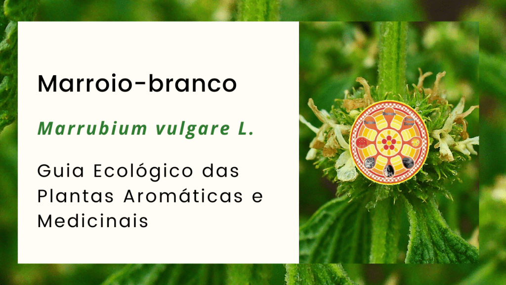 marroio-branco