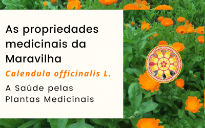As propriedades medicinais da Maravilha