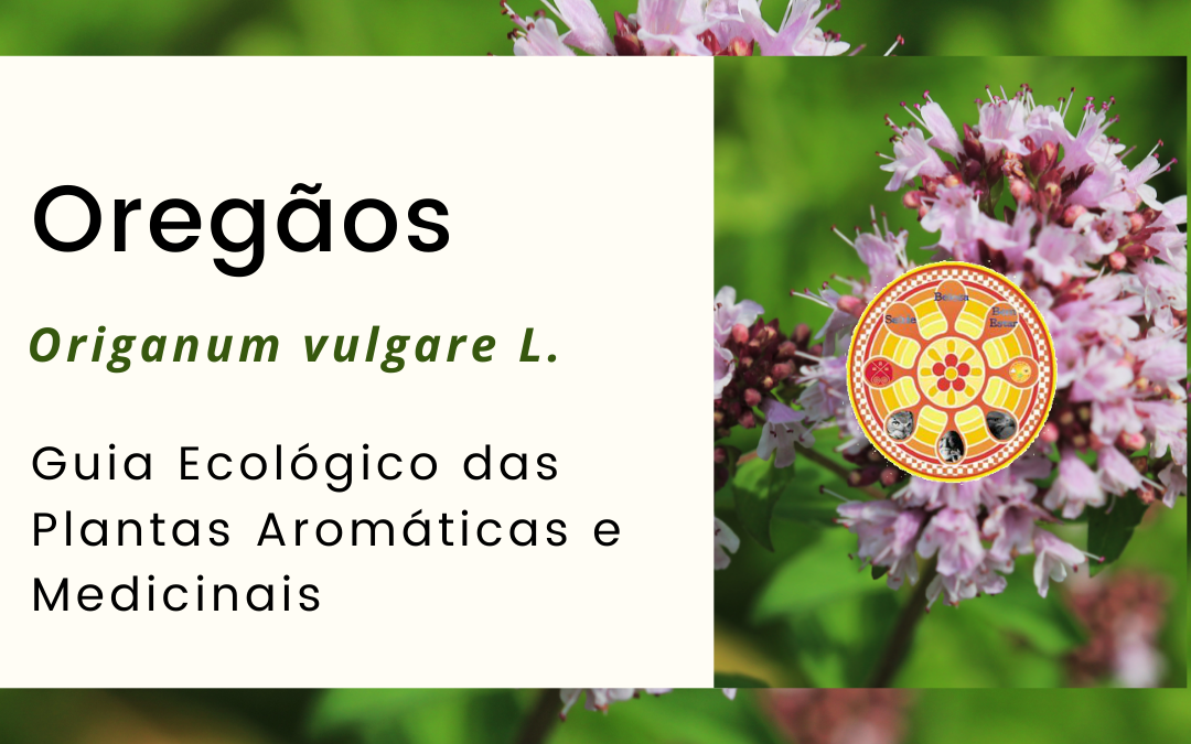 Orégãos – Origanum vulgare L.