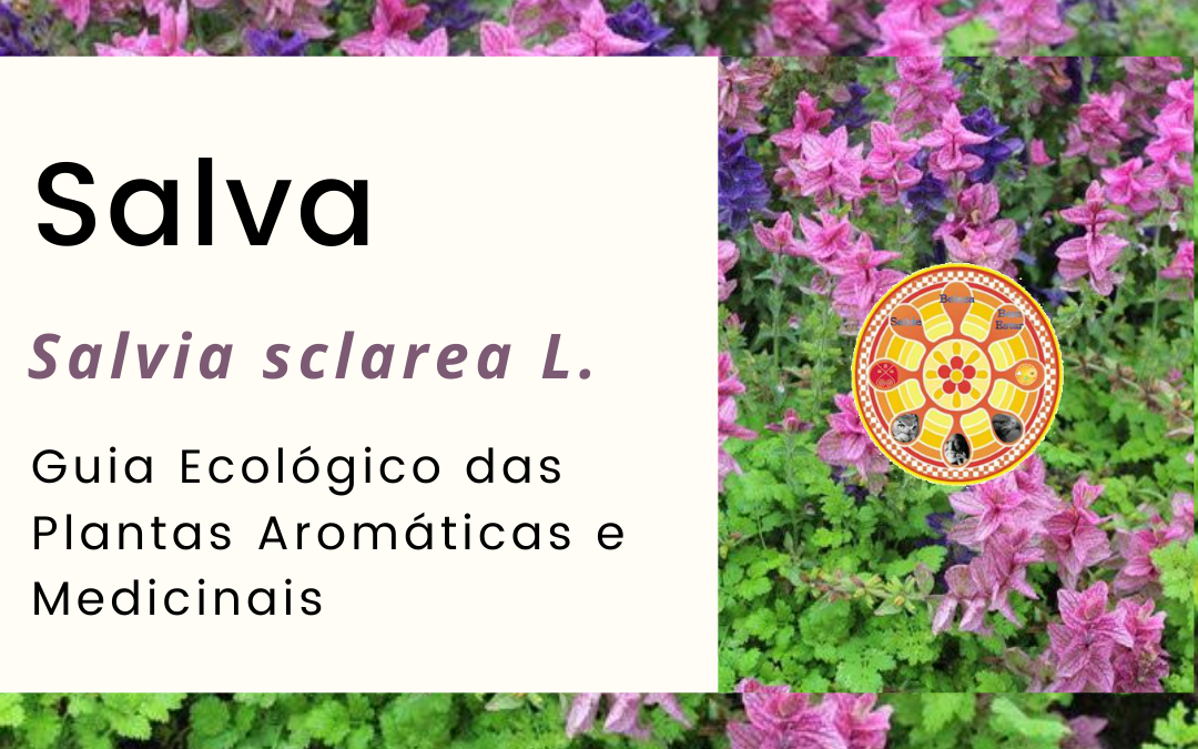 Salva-esclareia – Salvia sclarea L.