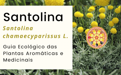 Santolina – Santolina chamaecyparissus L.