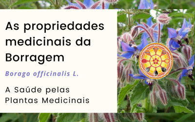 As propriedades medicinais da Borragem