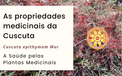 As propriedades medicinais da Cuscuta
