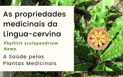 As propriedades medicinais da Língua-cervina