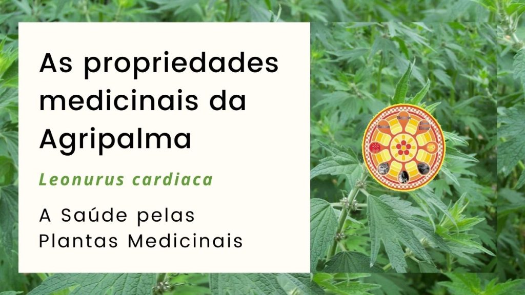agripalma (Leonurus cardiaca)