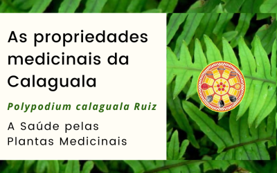 As propriedades medicinais da Calaguala